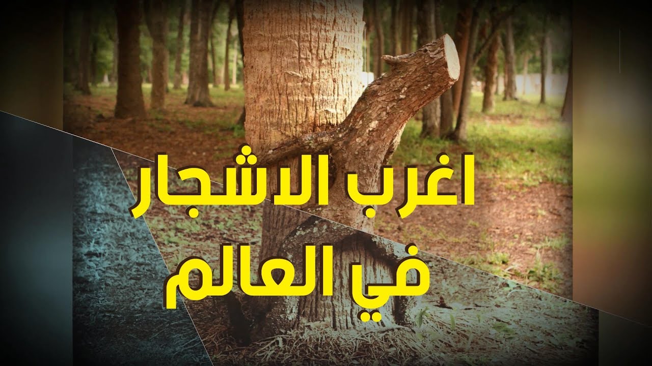 صور اشجار غريبه , اغرب الاشجار التي يمكن ان تراها