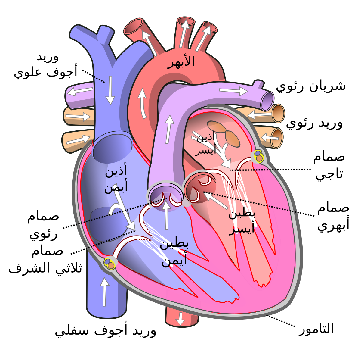 من هو العالم الذي اكتشف الدورة الدموية , اقوى اكتشاف فى الطب على مر البشريه