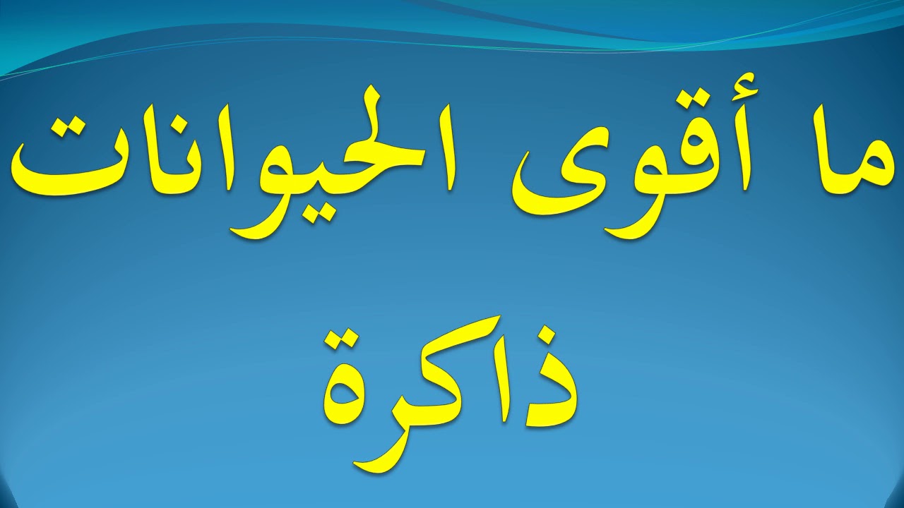 اقوى الحيوانات ذاكرة , اقوي الحيوانات ذاكرة علي الارض