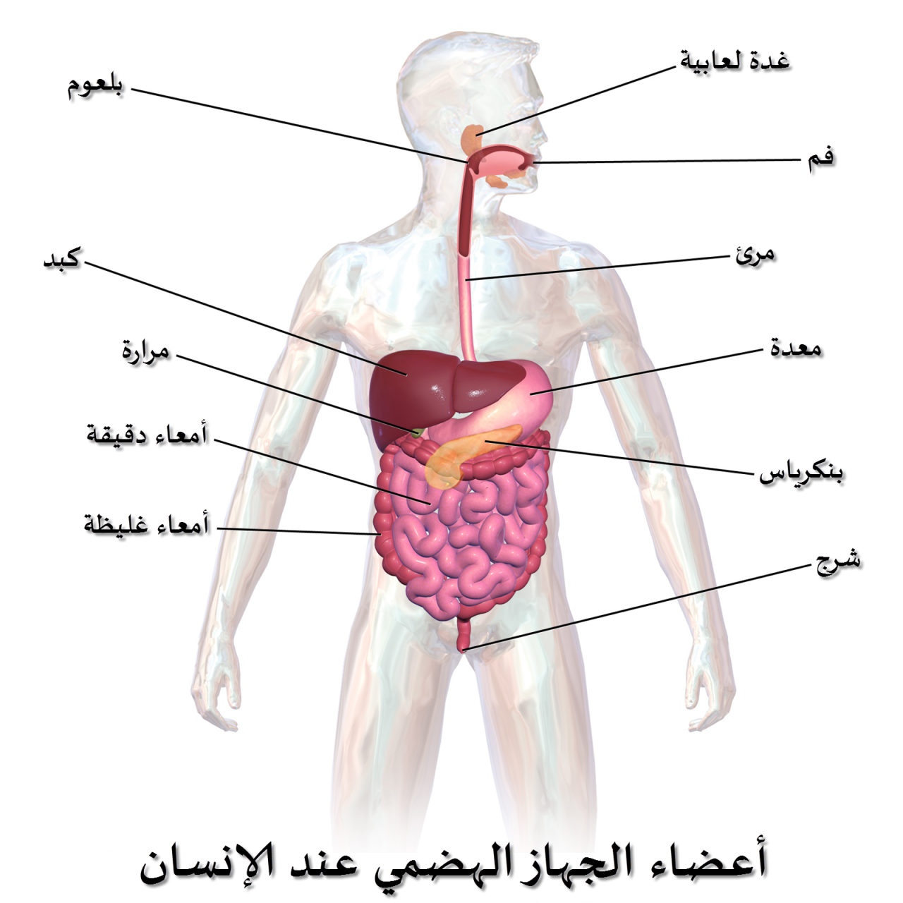 مقال علمي عن الجهاز الهضمي , اقوى تقرير عن الجهاز الهضمى