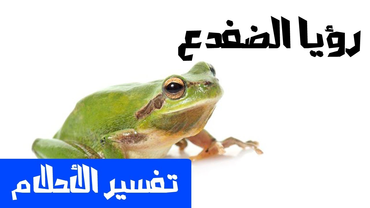 تفسير الاحلام الضفدع , الضفدع الاخضر بين الخير والشر في المنام