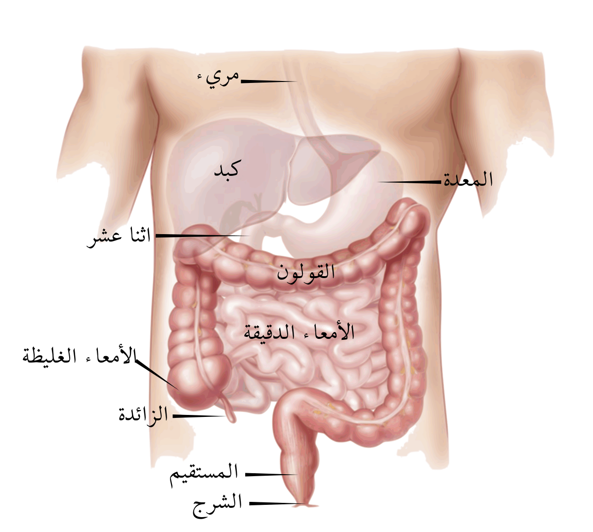 اين تقع الزائدة , لا تتوقع مكان الزائدة في البطن