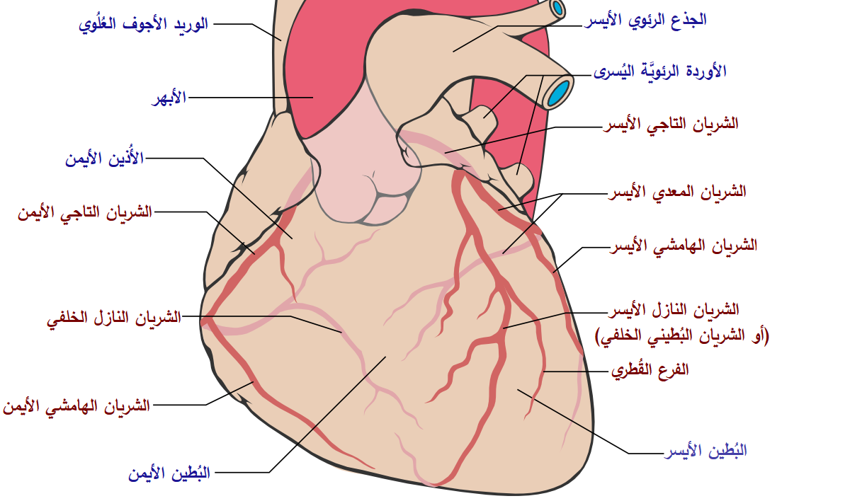 عدد شرايين القلب , اضف الى معلوماتك واعرف عدد شرايين القلب