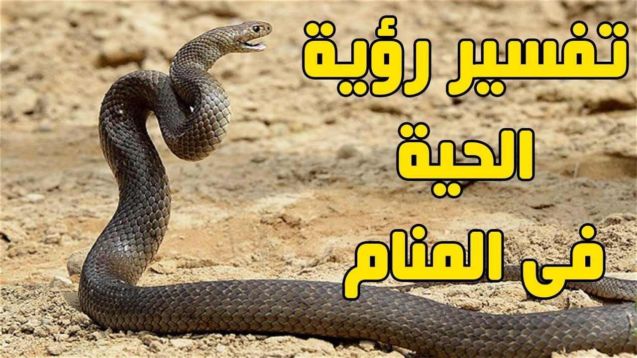 تفسير حلم الكوبرا السوداء , ما دلالة رؤية الكوبرا السوداء في المنام