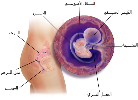 كيف يكون الجنين في الشهر الاول , صور وهيئة الجنين بالشهر الاول