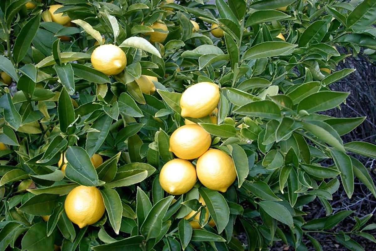علاج شجرة الليمون