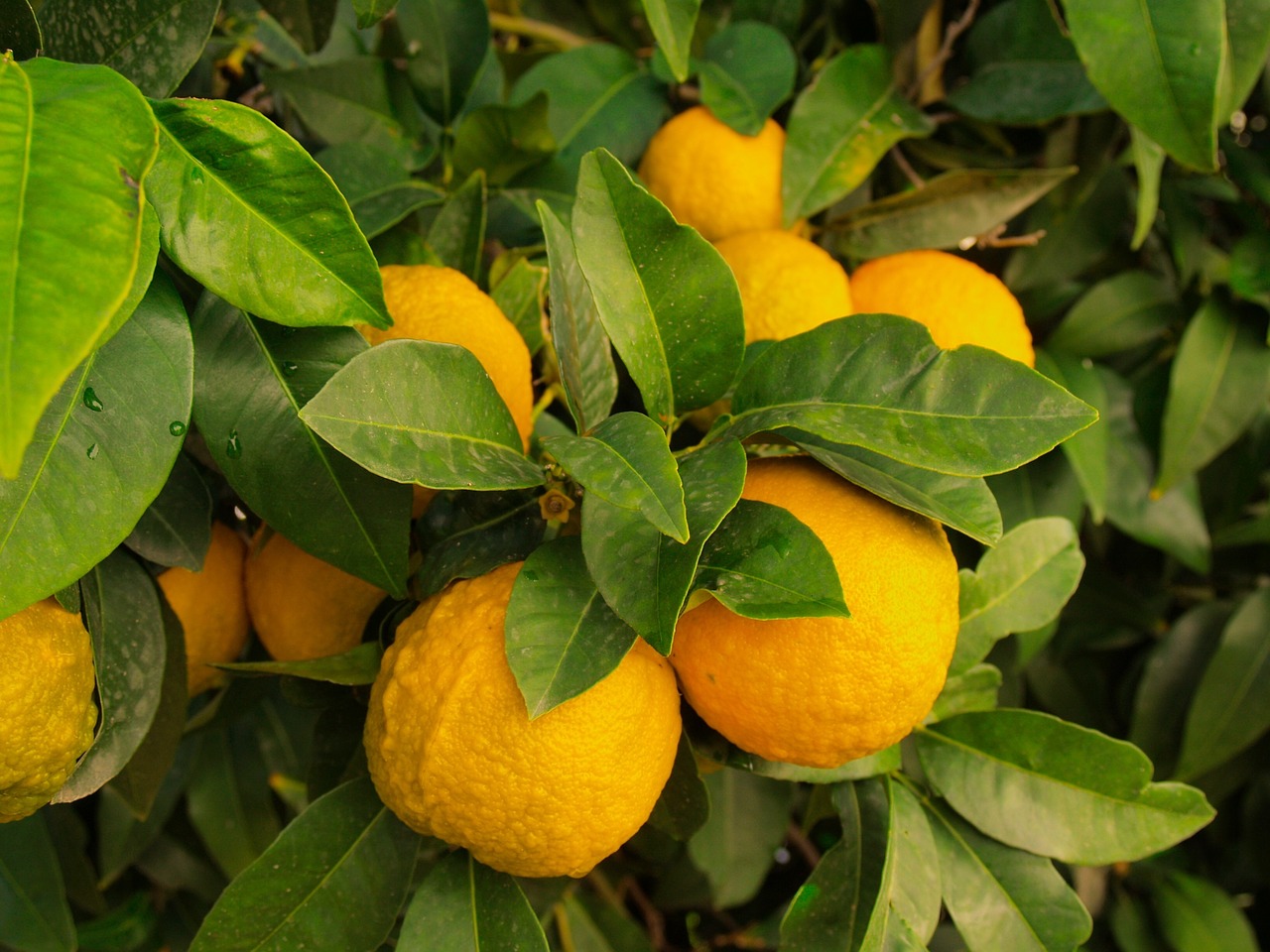 معلومات عن شجر الليمون كل ما تريد معرفته عن شجر الليمون ابداع افكار