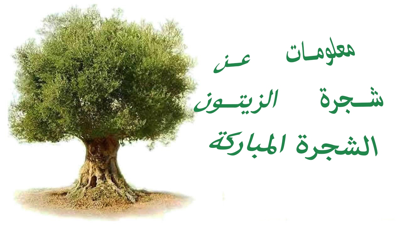 خاتمة تعبير عن شجرة الزيتون شجرة الزيتون رمزالسلام ابداع افكار